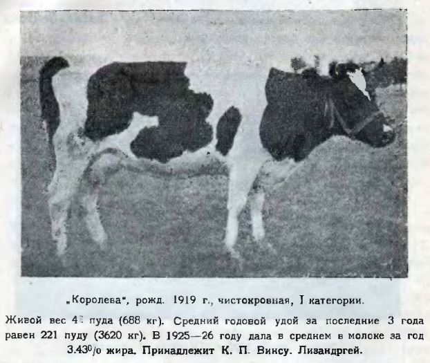 Елпатьевский Д.В. Менно-голландский скот (Покровск, 1927).JPG